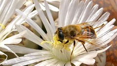Flowers bees insects