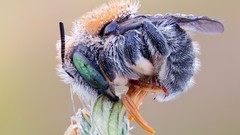 Flowers bees insects Bug