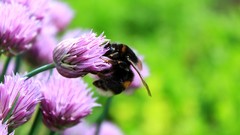 Flowers bees insects pink flowers