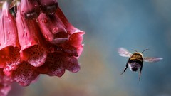 Flowers bees insects pink flowers water drops foxgloves