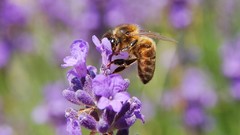 Flowers bees insects purple flowers lavender