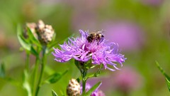 Flowers bees insects Thistles