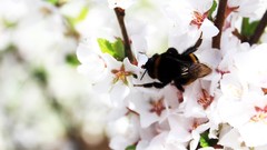 Flowers bees insects white flowers