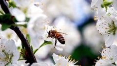 Flowers bees insects white flowers blurred background