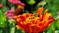 Flowers bees orange flowers