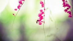 Flowers bees pink flowers