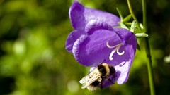 Flowers bees purple flowers
