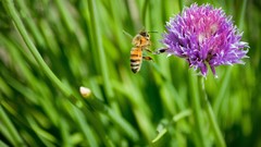 Flowers bees Thistles