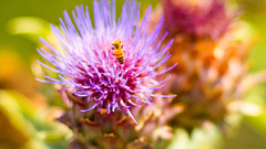 Flowers bees Thistles flower