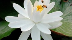 Flowers bees white flowers lotus flower