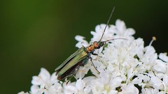 Flowers beetle insects