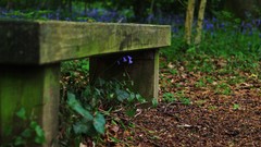 Flowers bench