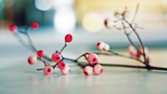 Flowers Berries bokeh