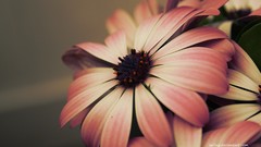 Flowers best background widescreen awesome