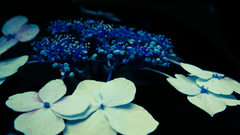 Flowers best widescreen background