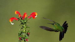 Flowers Birds Animals hummingbirds
