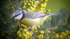 Flowers Birds blue breast