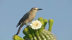 Flowers Birds cactus woodpecker cactus flowers