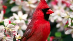Flowers Birds close-up cardinal blurred background Northern 