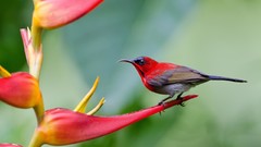 Flowers Birds colors sunbirds
