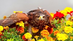 Flowers Birds hawks