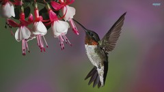 Flowers Birds hummingbirds