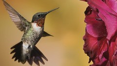 Flowers Birds hummingbirds