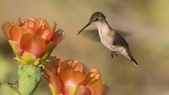 Flowers Birds hummingbirds
