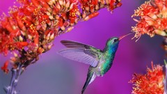 Flowers Birds hummingbirds