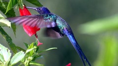 Flowers Birds hummingbirds