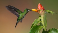 Flowers Birds hummingbirds