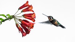 Flowers Birds hummingbirds