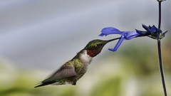 Flowers Birds hummingbirds
