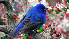 Flowers Birds Indigo Bunting