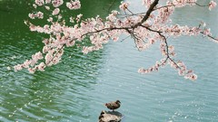 Flowers Birds Japan Ducks white flowers lakes cherry blossoms