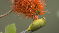 Flowers Birds japanese white-eye orange flowers