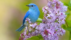 Flowers Birds lilac bluebirds