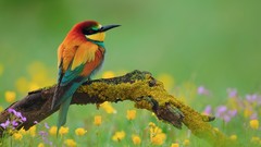 Flowers Birds moss Bee Eaters