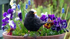 Flowers Birds pansies blackbird