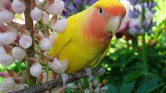 Flowers Birds Parrots