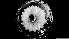 Flowers black and white