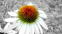 Flowers black and white