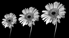 Flowers black and white black background