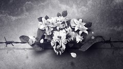 Flowers black and white wire barbed wire digital art