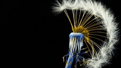 Flowers black background