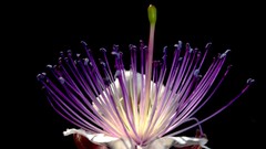 Flowers black background