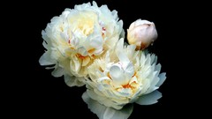 Flowers black background