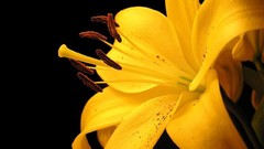 Flowers black background