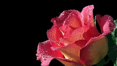 Flowers black background