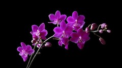 Flowers black background